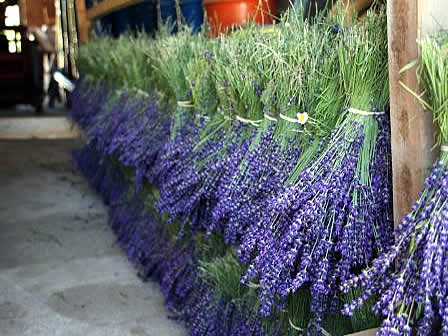 Ramillete de Lavanda - www.lavanda.cat